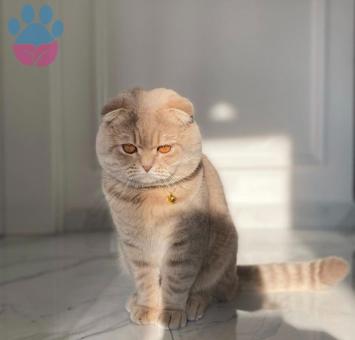 11 Aylık Scottish Fold Oğlumuza Eş Arıyoruz