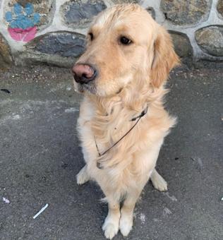 Golden Retriever 4 Yaşında Köpeğime Eş Arıyorum