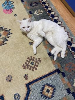 Ankara Kedisi Oğluma Eş Arıyorum