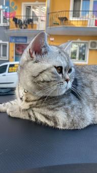 British Shorthair Acil Kızımıza Eş Arıyoruz