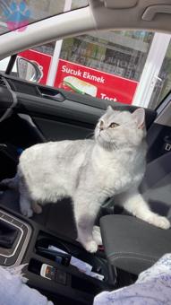 British Shorthair 1 Yaşında Erkek Kızgınlıkta