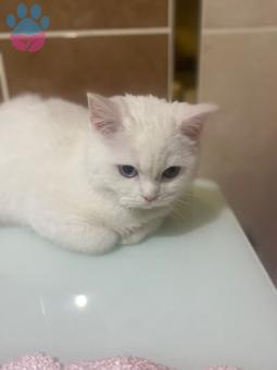 British Shorthair 6 Aylık Oğlumuza Eş Arıyorum