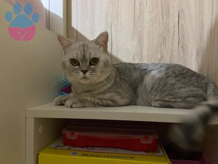 British Shorthair 1 Yaşında Gofret Eş Arıyor