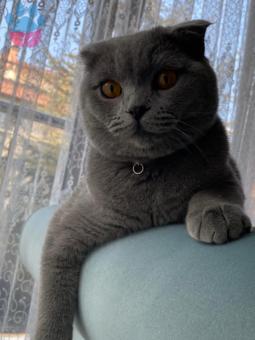 Scottish Fold Oğlumuza Eş Arıyoruz