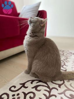 British Shorthair Kedime Dişi Eş Aranıyor