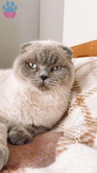 Scottish Fold Blue Point Oğlumuza Eş Arıyoruz 9 Aylık