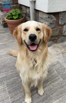 Golden Retriever  2 Yaşında Oğluma Eş Arıyorum