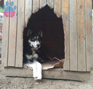 Husky Kızımız İçin Eş arıyoruz 1 Yaşında