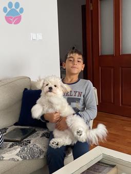 Maltipoo Köpeğime Eş Arıyorum 8 Aylık