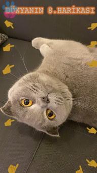 Scottish Fold Kızıma Eş Arıyorum