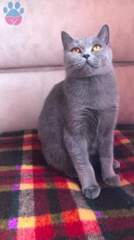 British Shorthair Kedime Eş Arıyorum