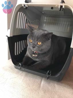 British Shorthair Cinsi Oğluşumuza Eş Arıyoruz ?