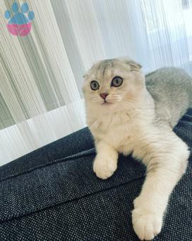 Scottish Fold 9 Aylık Kızıma Eş Arıyoruz