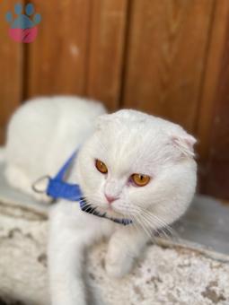 Scottish Fold 1 Yaşında Aşıları Tam Eş Arıyoruz