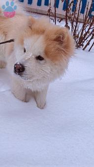 Chow Chow Oğlumuza Eş Arıyorum 11 Aylık