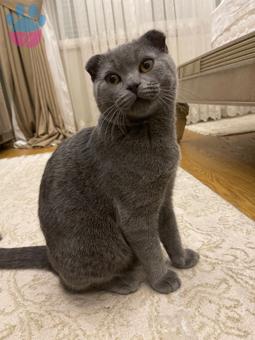 Scottish Fold Cinsi Oğlumuza Eş Arıyoruz