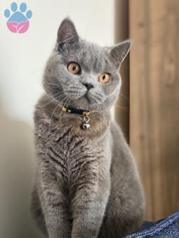 British Shorthair 9 Aylık Yakışıklı Oğluma Kız Arıyorum