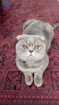 Scottish Fold Erkek kedimize Dişi Eş Arıyoruz