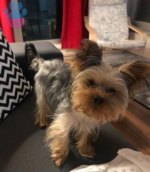 Yorkshire terrier ırk oğlumuz için eş arıyoruz