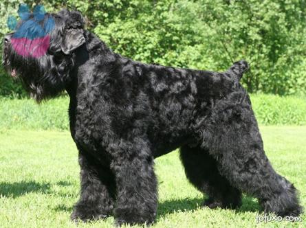 Russian Black Terrier (Safkan)