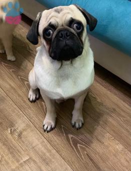 Pug 1 Yaşında Erkek Köpeğime Eş Arıyorum