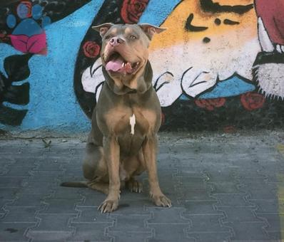 American Bully 4 Yaşında Eş Arıyoruz