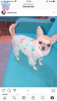 Chihuahua Cinsi Lina&#8217;dan Herkese Selamlar ?