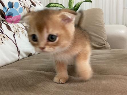 Scottish Fold 10 Aylık Oğluma Eş Arıyorum