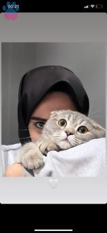 Scottish Fold Kedime Eş Arıyorum Kızgınlıkta