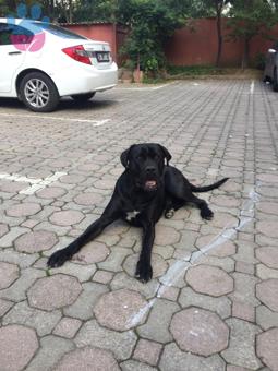 2 Yaşında Cane Corso Erkek Oğluma Eş Arıyorum