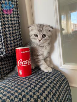 Scottish Fold Erkek 11 Aylık Kızgınlıkta