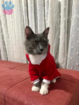 British Longhair Tatlı Oğlumuz İçin Eş Arıyoruz