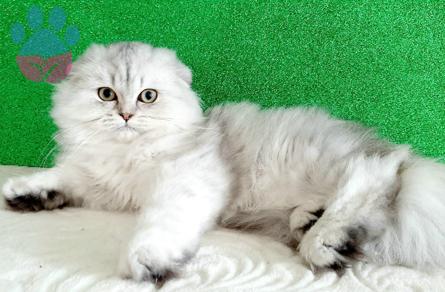 Scottish Fold Longhair Oğluma Eş Arıyorum