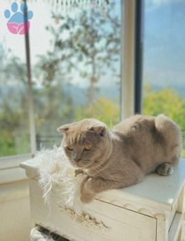 Scottish Fold 1 Yaşında Kedime Eş Arıyorum