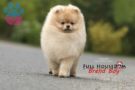 Yakışıklı Orijinal Bir Pomeranian Erkek İçin Eş Arıyoruz