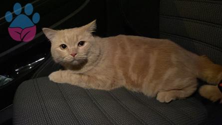 British Shorthair Kedime Dişi Eş Arıyorum