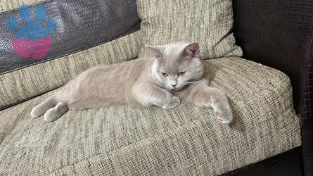 British Shorthair Venüs&#8217;e Eş Arıyoruz