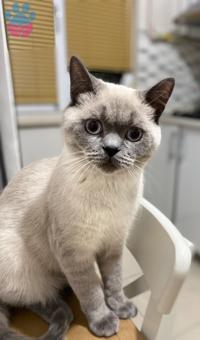 British Shorthair Oğlumuz Zeze&#8217;ye Eş Arıyoruz