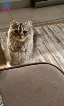 British Shorthair Silver Longhair Oğlumuza Eş Aranıyor