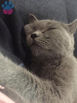 British Shorthair Kızımıza Damat Arıyoruz