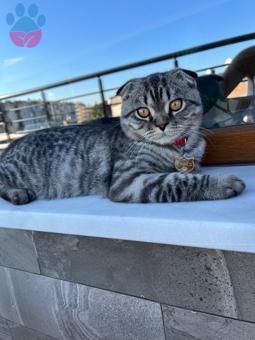 Scottish Fold Kedime Eş Arıyorum 10 Aylık