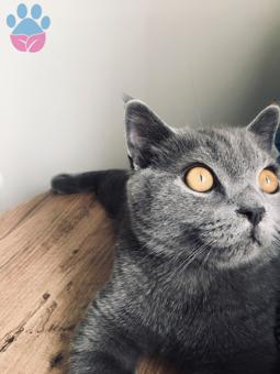 British Shorthair Cinsi Oğlumuza Eş Arıyoruz