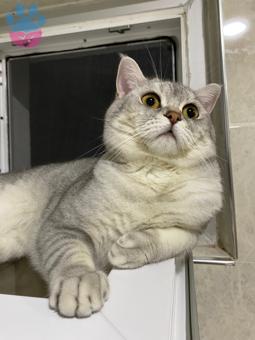 British Shorthair Bulut Bey&#8217;e Eş Arıyoruz