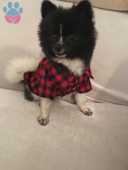 Pomeranian Boo Oğluma Eş Arıyorum