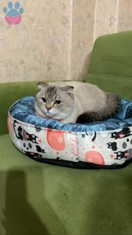 Scottish Fold Kızgınlıkta Olan Oğluma Eş Arıyorum