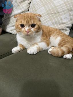 Scottish Fold Oğlum Eş Arıyor 1 Yaşında