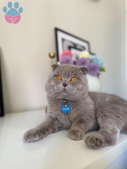 Scottish Fold Oğluma Eş Arıyorum 1 Yaşında