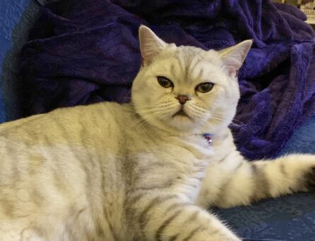 British Shorthair Oğlum Ares İçin Eş Arıyorum