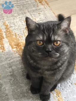 Scottish Shorthair Dişi Kedi Arıyorum