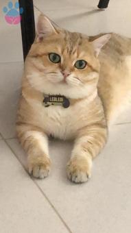 British Shorthair Erkek Kedime Eş Arıyorum